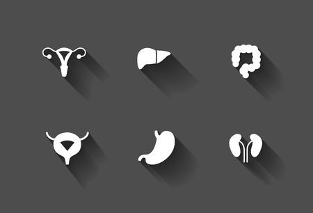 White long shadow human internal organs icons. Uterus, liver, colon, bladder, stomach and kidneysのイラスト素材