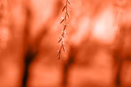 Spring background with bright fresh willow leaves. Toned in coral color. Color of Year 2019. Fashion spring backgroundの写真素材