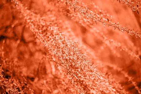 Spring background with bright fresh willow leaves. Toned in coral color. Color of Year 2019. Fashion spring backgroundの写真素材