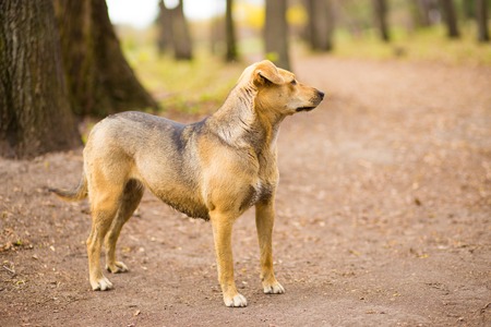 portrait of homeless village dog play in parkの写真素材