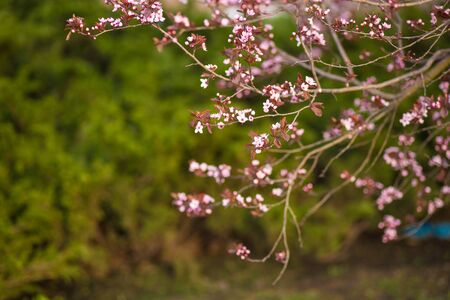 Spring background. Fresh, pink, soft spring cherry tree blossoms on pink bokeh background.の写真素材