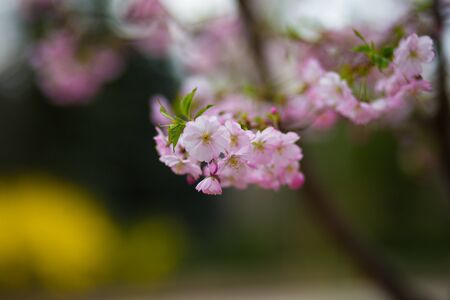 Japanese cherry blossoms in a refreshing springの写真素材