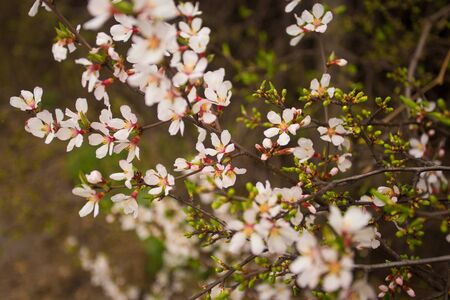 Background of beautiful Cherry blossom flowers in springの写真素材