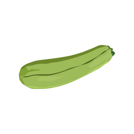 Zucchini on white backgroundのイラスト素材