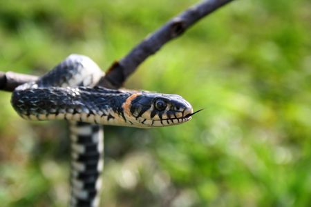 snake reptile hanging on the branch on the natural green backgroundの写真素材