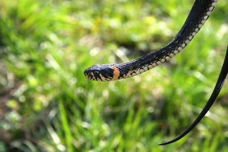 snake reptile hanging on the branch on the natural green background
