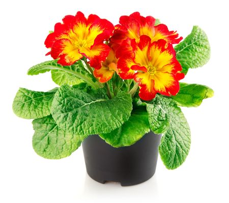 red flowers with green leaves in the pot isolated on white backgroundの写真素材