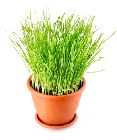green grass in the pot isolated on white backgroundの写真素材