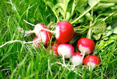 fresh radish fruits with leaves on the green grassの写真素材