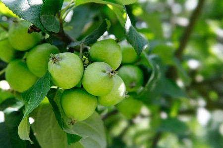 green apple fruits with leaves on the branchの写真素材
