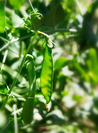green pea fruit with leaves in the gardenの写真素材
