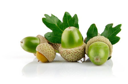 green acorn fruits with leaves isolated on white background