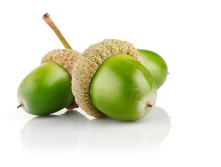 three green acorn fruits isolated on white backgroundの写真素材