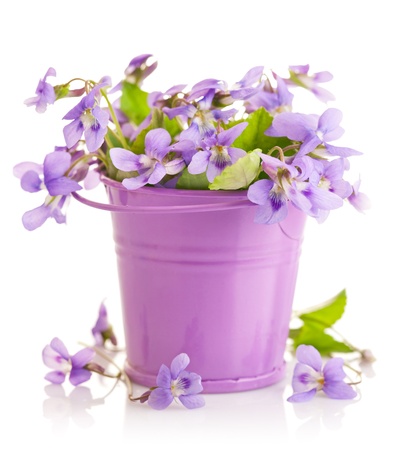 spring flower violet with leaf in little bucket isolated on white backgroundの写真素材