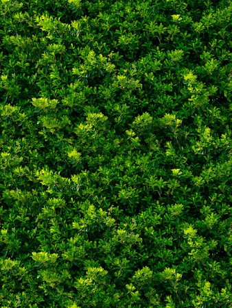 seamless texture of green leaves of bushの写真素材