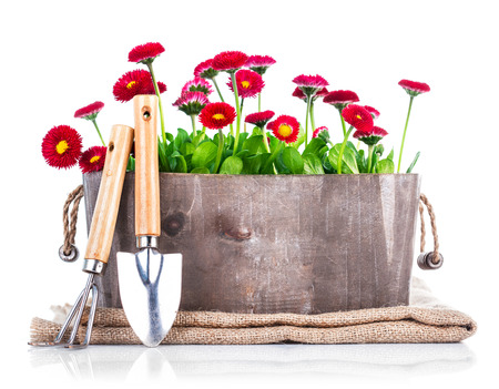 Spring flowers in wooden basket with garden tools. Isolated on white backgroundの写真素材