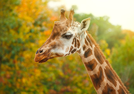 Giraffe animal in nature in green parkの写真素材