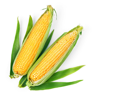 Corn corncob with green leaves ripe vegetables harvest yellow seeds, isolated on white backgroundの写真素材