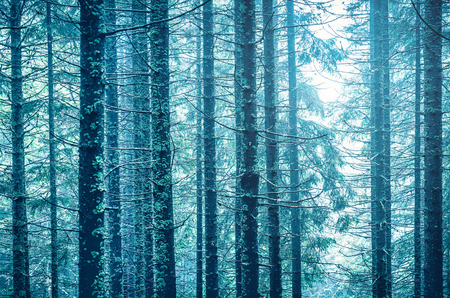 Fairy-tale mystery forest with tall old pine-trees. Sunshine rays over trunks overgrown with moss. Cold blue tree with branches abstract natural pattern.の写真素材