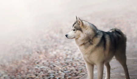 Single dog animal Husky breed standing at street. Domestic petの写真素材