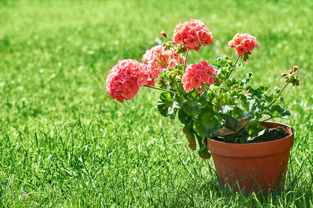 Home gardening and flower-growing still-life of flower in pot with watering can garden tools on green grass.の写真素材