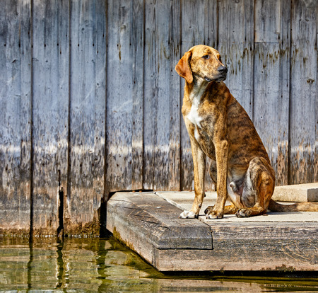 Sad dog sitting at wooden pier by lake near water. Pet animal waiting for his owner.の写真素材