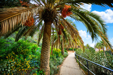 Barcelona, Spain. Park Guell. Antonio Gaudi. Tropical palm trees among green flowers, bushes and plants.の写真素材