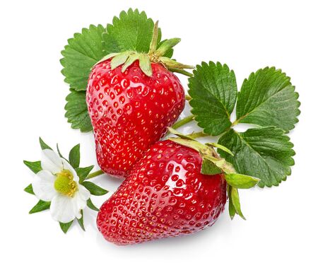 Strawberries with green leaf and flowers, isolated on white background.の写真素材