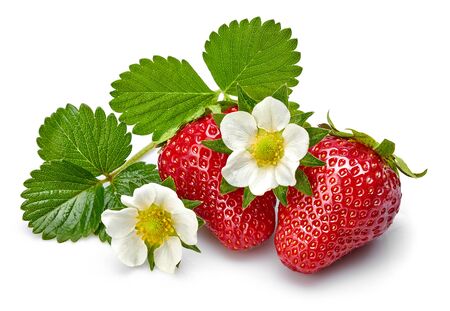 Strawberries with green leaf and flowers, isolated on white background.の写真素材
