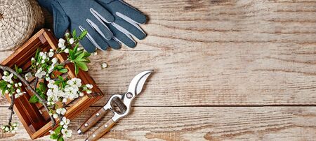 Spring gardening branch plum in wooden box at board with garden pruner and glove with copyspace top view.の写真素材