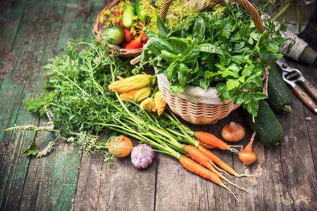 Gardening farming fresh organic vegetables and spicy herb with bed. Still life with wicker basket basil and parsley on old wooden board in rustic style top view.の写真素材