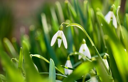 Snowdrop spring flowers on green lawn in garden. Sunny day.の写真素材