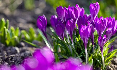 Crocus spring flowers in garden. Sunny time springtime day with sunshine light. Close-up. Shallow depth of field.の写真素材