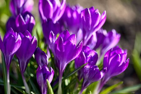 Crocus spring flowers in garden. Sunny time springtime day with sunshine light. Close-up. Shallow depth of field.の写真素材
