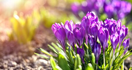 Crocus spring flowers in garden.の写真素材