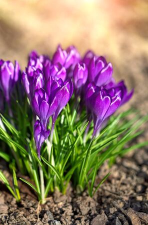 Crocus spring flowers in garden. Sunny time springtime day with sunshine light. Close-up. Shallow depth of field.の写真素材