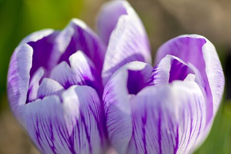 Crocus spring flowers in garden.の写真素材