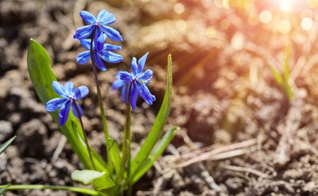 Blue flower blue snowdrop on flowerbed in sunny warm day.の写真素材