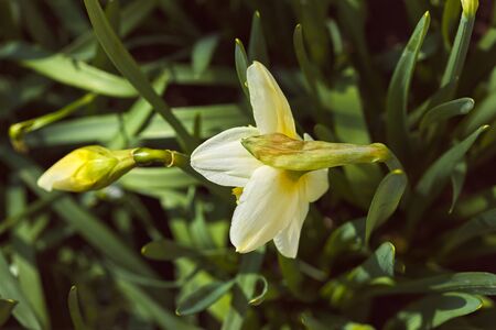 Flower daffodil growing at flowerbed. Spring background with yellow bud sunny light and bokeh. Close-up.の写真素材