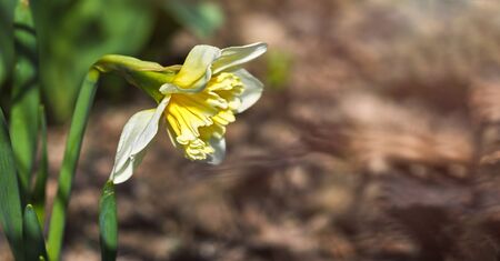 Spring background with yellow flower lent lily and green leaves side view. Gardening floriculture.の写真素材