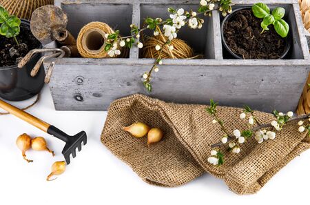 Garden tools with seedlings onion and basil in wooden box with shovels and rake.の写真素材