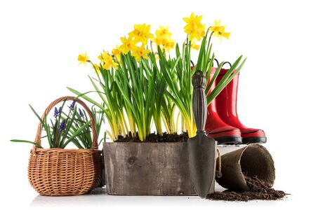 Spring flowers in pot with red rubber boots and garden tools.の写真素材