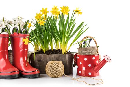 Spring flowers in pot with red rubber boots and garden tools. Gardening floriculture farming. Still life with yellow lent lily, isolated on white background.