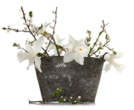 Spring bunch flowers with blooming branch tree plum in metallic bucket. Bunch white daffodil. Gardening floriculture, isolated on background.の写真素材