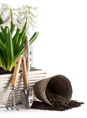 Spring flowers in basket with garden tools peat pot with soil.の写真素材