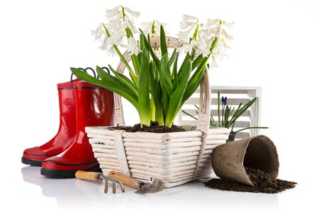 Spring flowers in basket with garden tools peat pot with soil.の写真素材