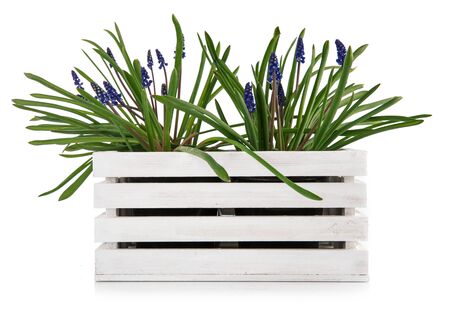 Spring flower muscari in white wooden box.の写真素材