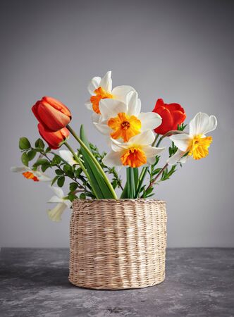 Spring flower tulips and daffodils in wicker basket on gray background. Floriculture and gardening bunch in vase side view.の写真素材