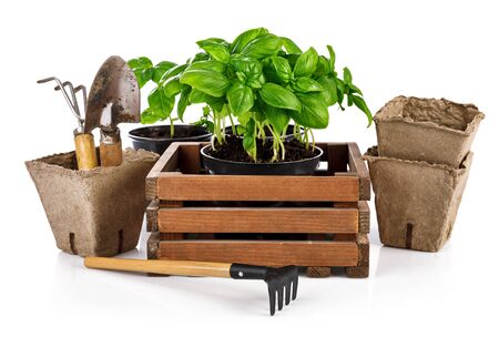 Gardening farming. Spicy herbs basil in wooden box with garden tool. Isolated on white background.の写真素材