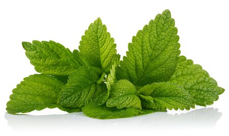 Fresh leaf mint green herbs ingredient for mojito drink, isolated on white background.の写真素材